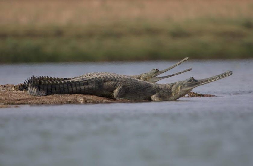 National Chambal Sanctuary